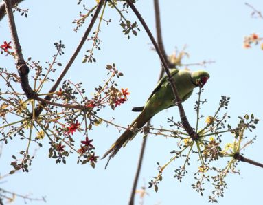 Urban Forest Project Biodiversity Park